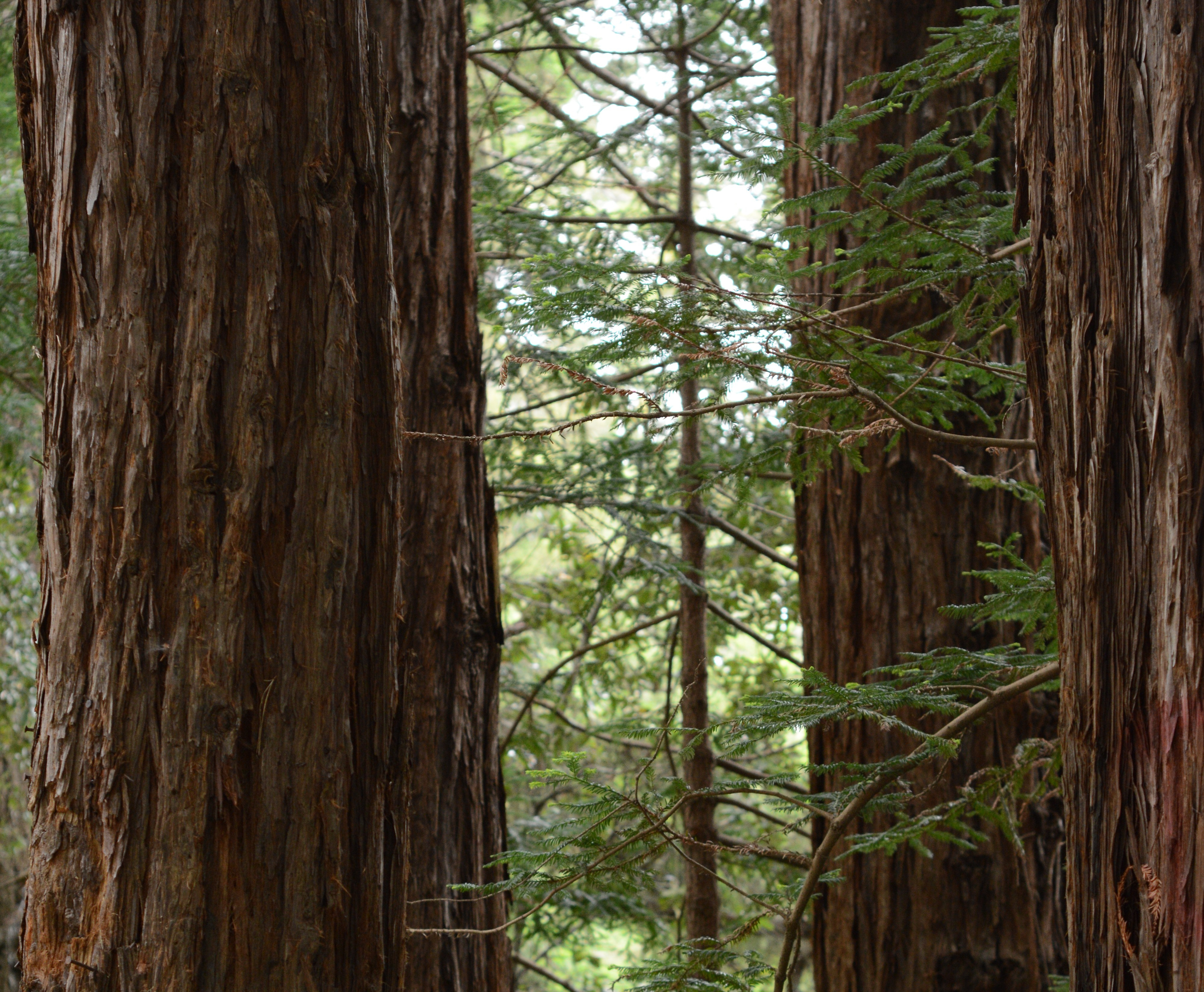 Sequoia SempervirEnts: Peaceful Giants