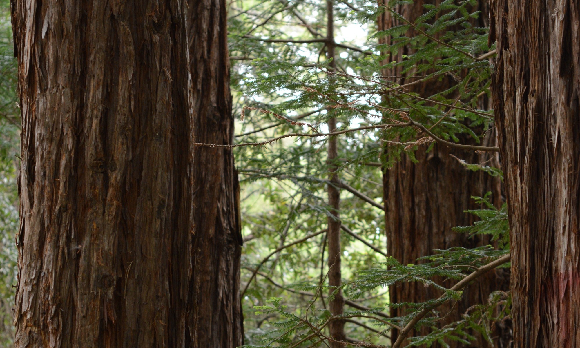 Sequoia SempervirEnts: Peaceful Giants