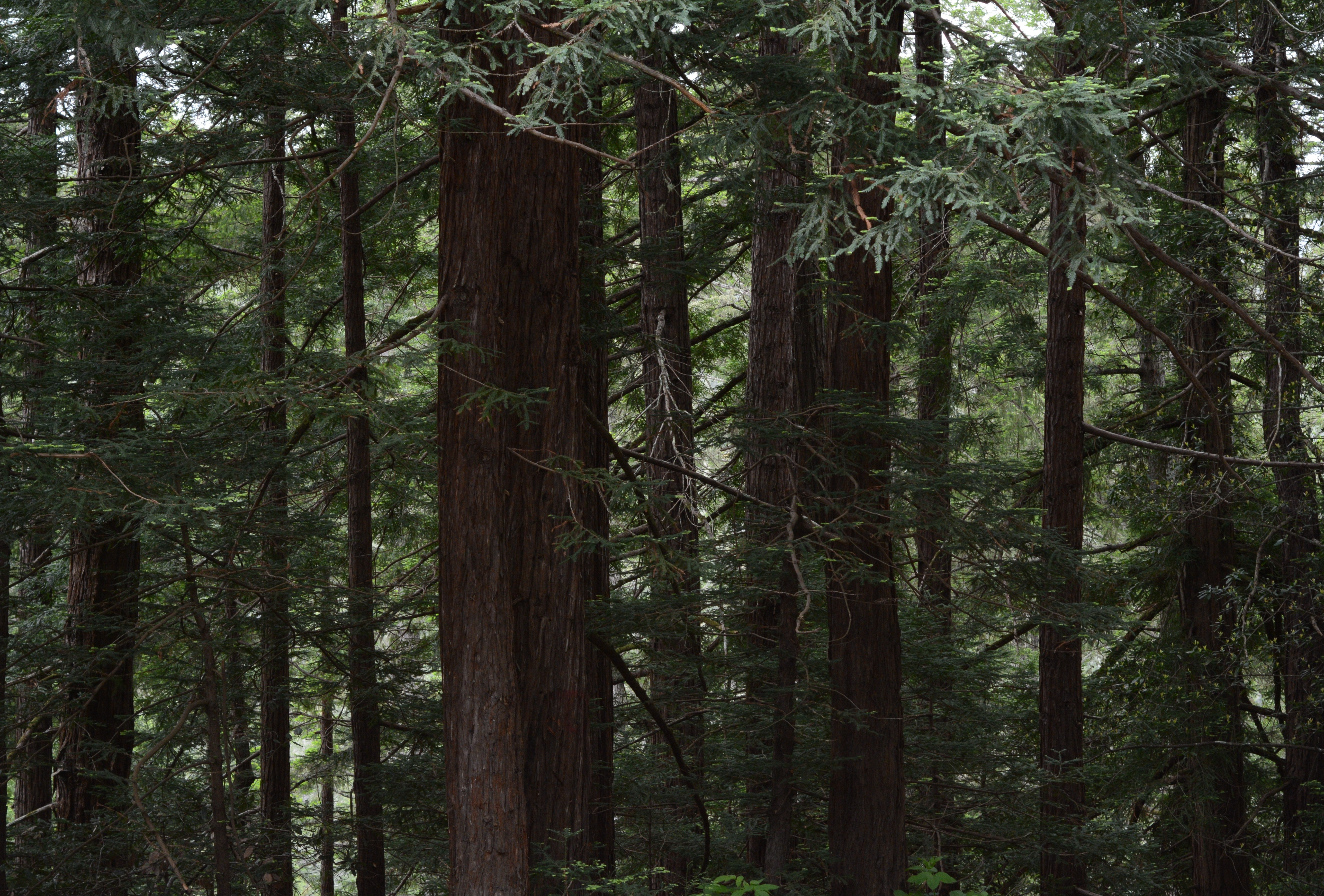 Magic is Ever Present