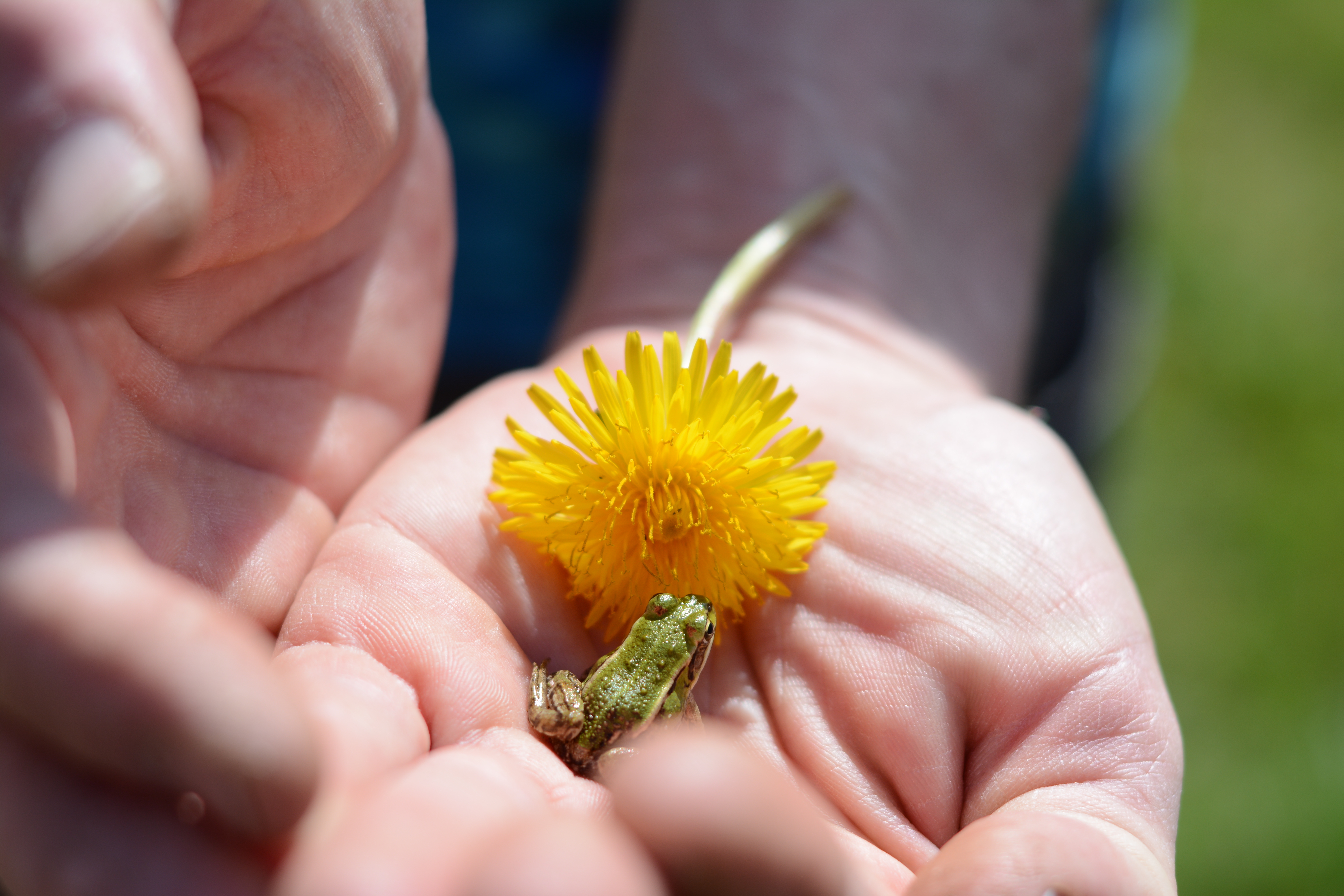 for the Love of Frogs