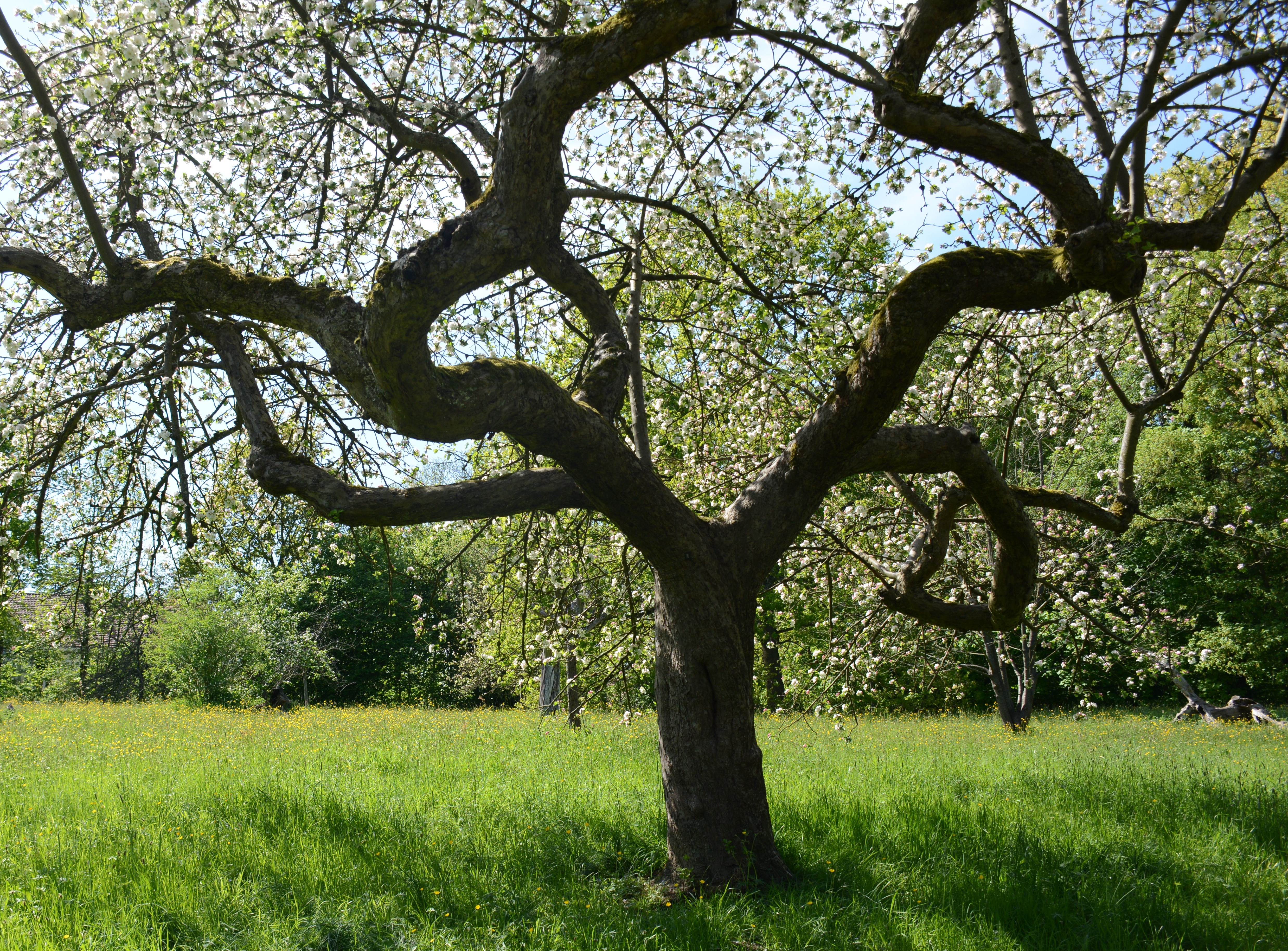 Arbre Magique de Belgique