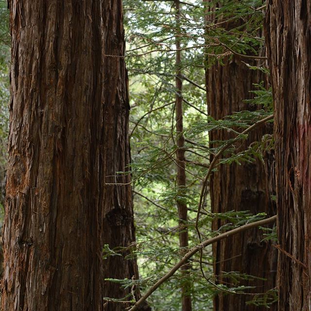 Redwood Giants, ents of lore