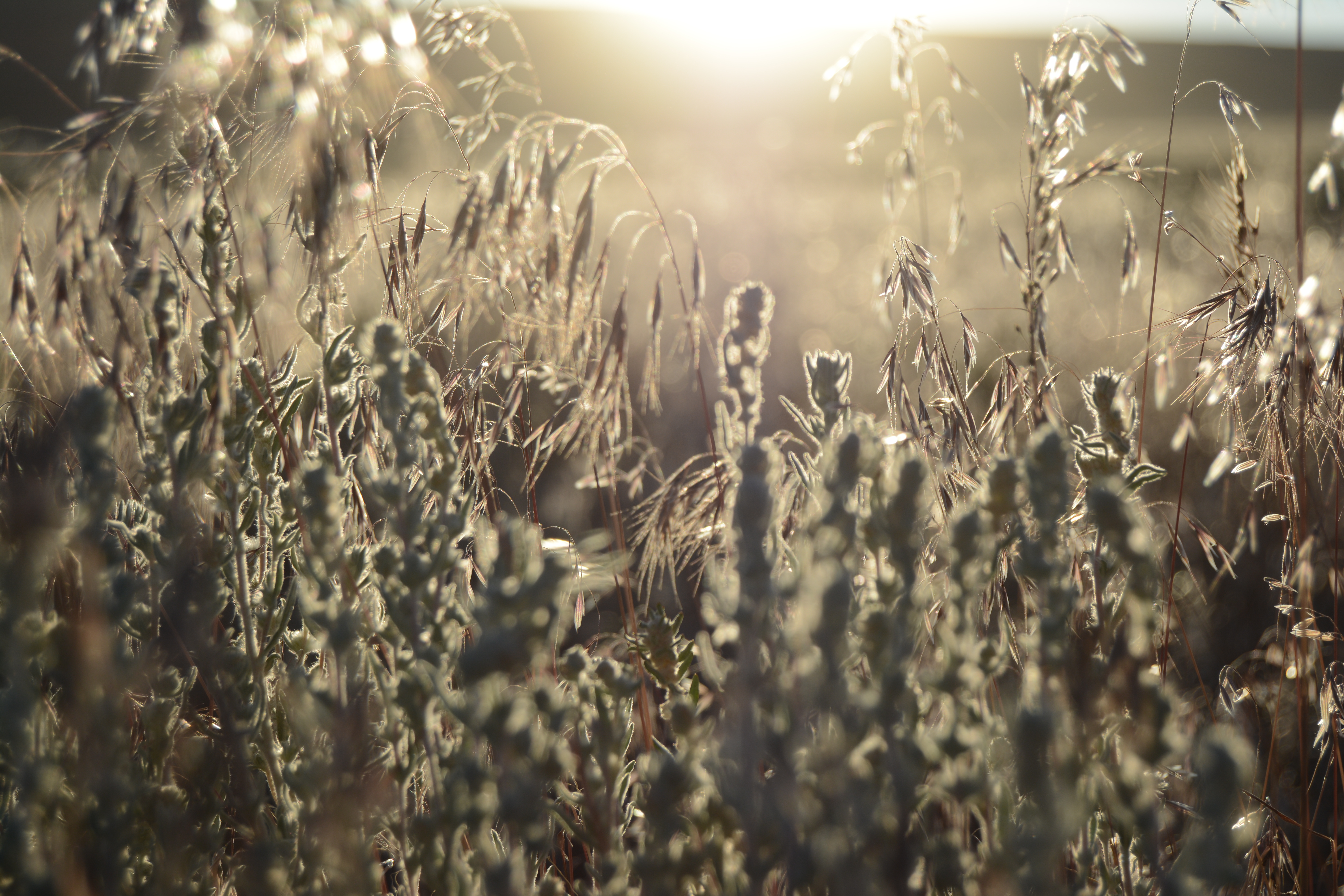Desert community Aglow